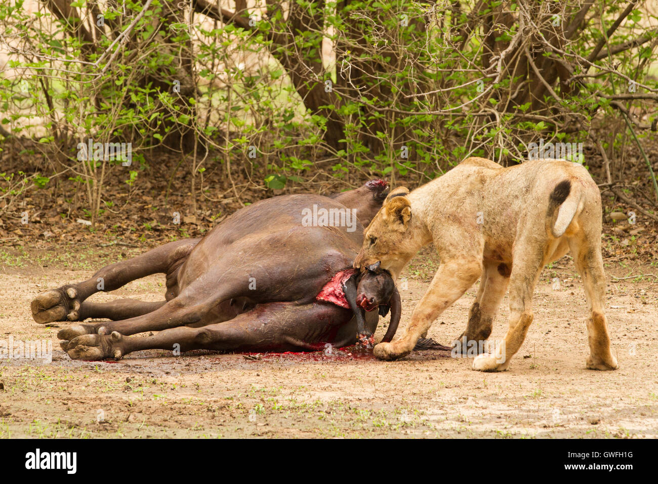 Un jeune lion (Panthera leo) tue un veau à naître Buffle africain (Syncerus caffer) après l'orgueil a tué sa mère. Ce p Banque D'Images