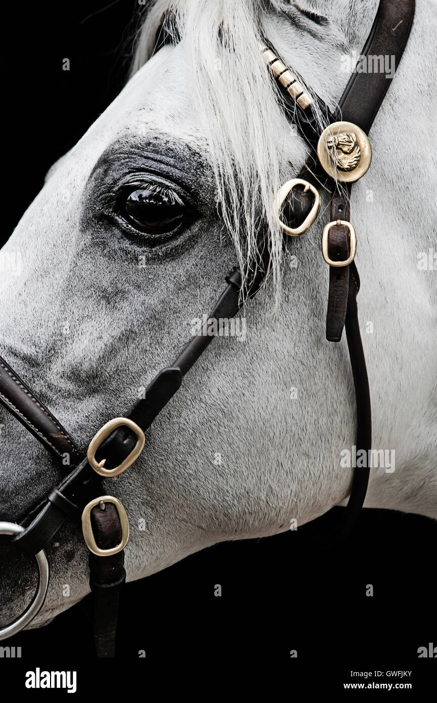 Close-up profil d'un étalon poney australien blanc Banque D'Images
