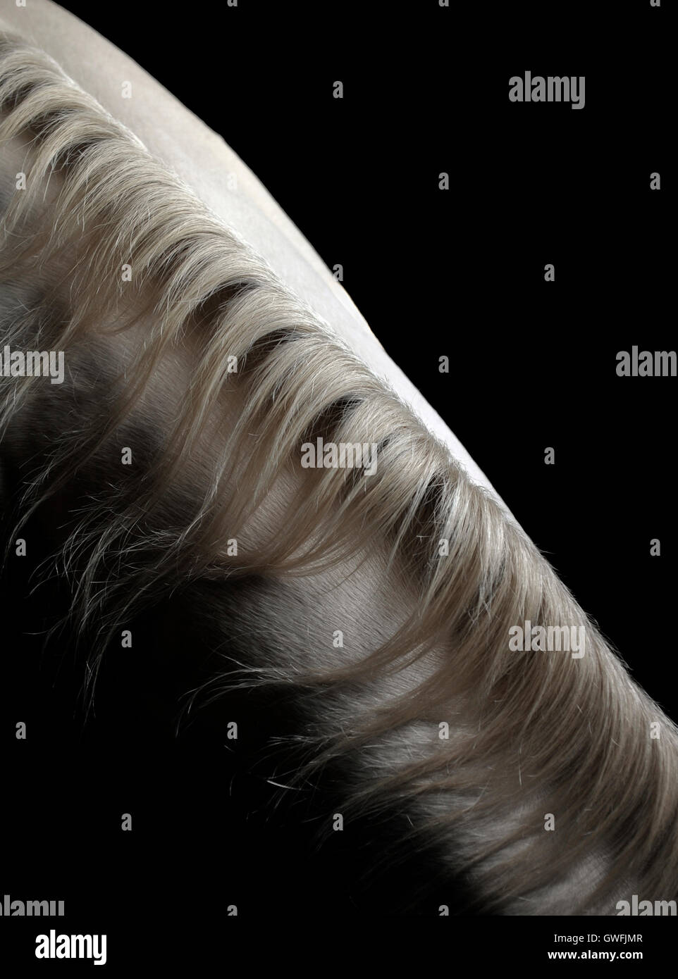 Studio shot verticale de la crinière d'un cheval Akhal Téké Banque D'Images