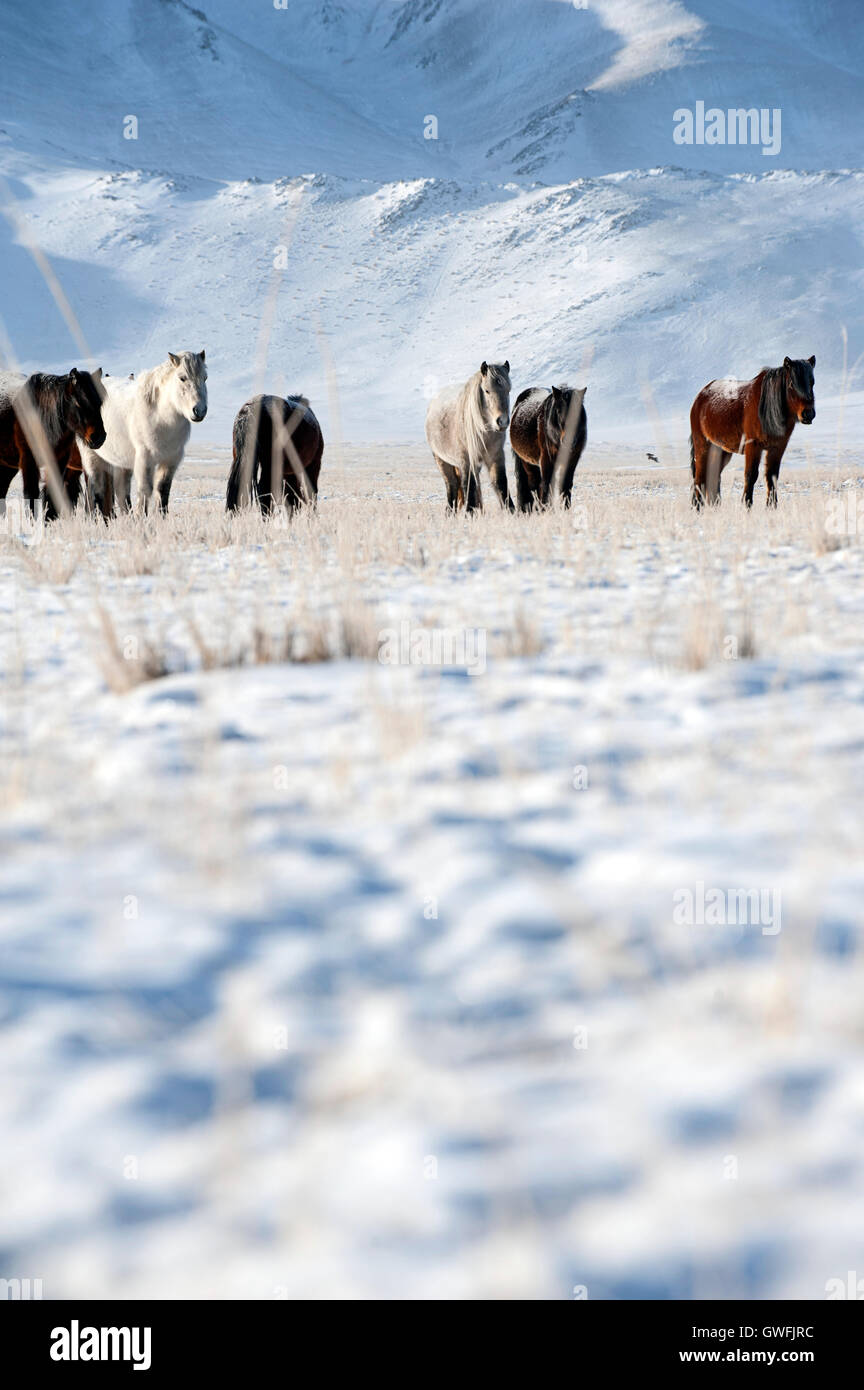 Troupeau de chevaux kazakh dans l'ouest des montagnes de Mongolie dans la neige Banque D'Images