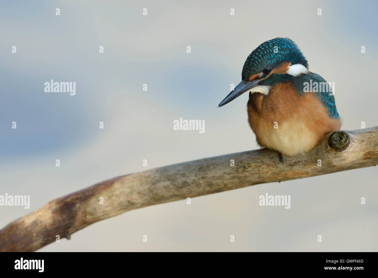 Kingfisher commun / Optimize ( Alcedo atthis ), jeune oiseau, perché sur une branche, vue frontale, nice. Banque D'Images