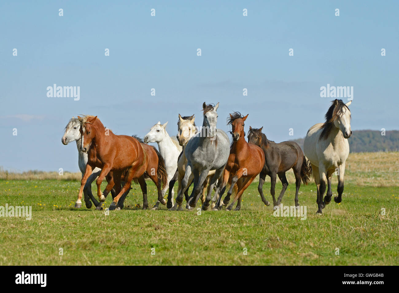 Poney Connemara. Troupeau de juments de galoper sur un pâturage. Allemagne Banque D'Images