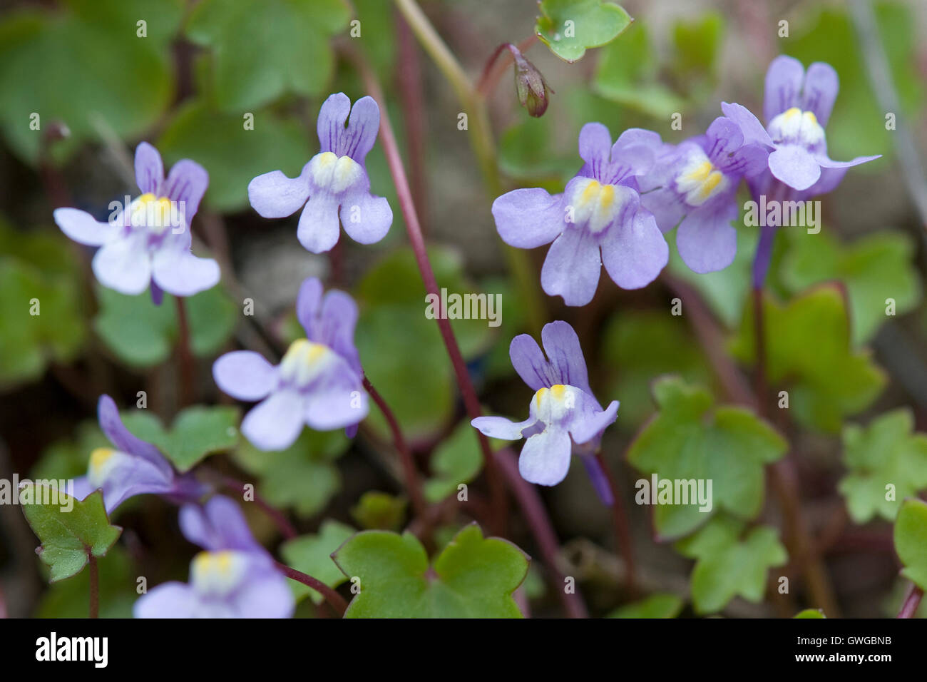 Linaire à feuilles de lierre (Cymbalaria muralis), plante à fleurs. Allemagne Banque D'Images