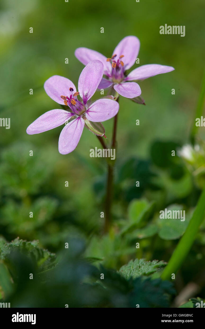 Redstem la cigogne Erodium cicutarium (Bill), Sommité florifère. Allemagne Banque D'Images