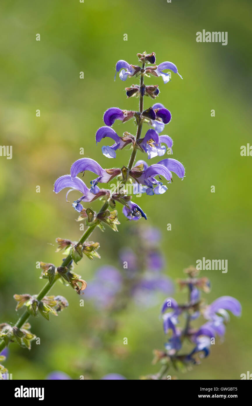 Meadow Clary (Salvia pratensis), la floraison. Allemagne Banque D'Images