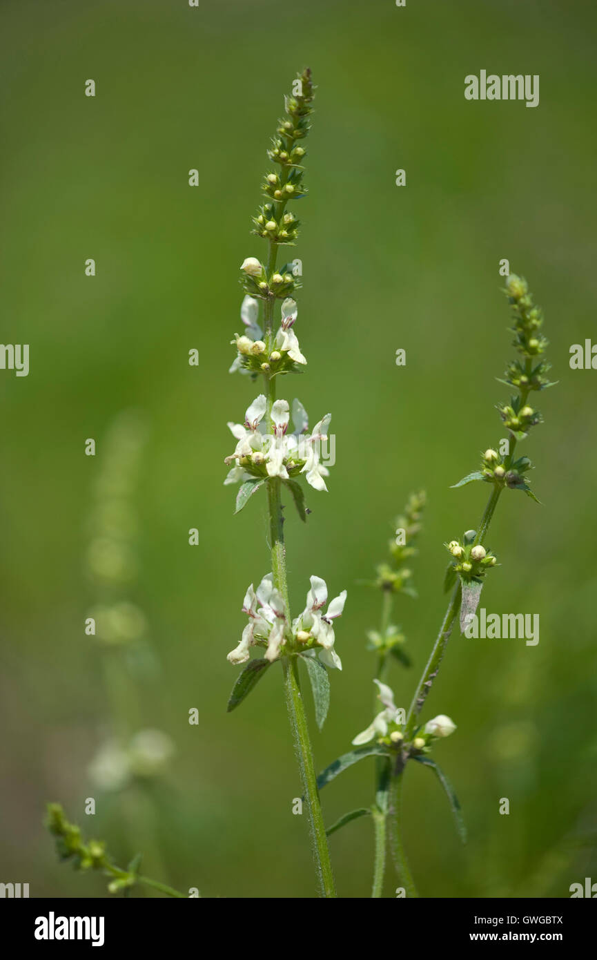 Yellow Woundwort vivaces (Stachys recta), les hampes florales de l'Allemagne. Banque D'Images