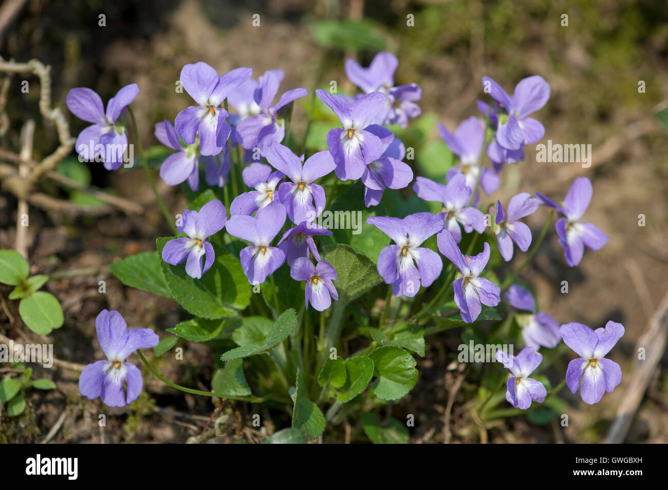 Violette (Viola hirta poilue), plante à fleurs. Allemagne Banque D'Images