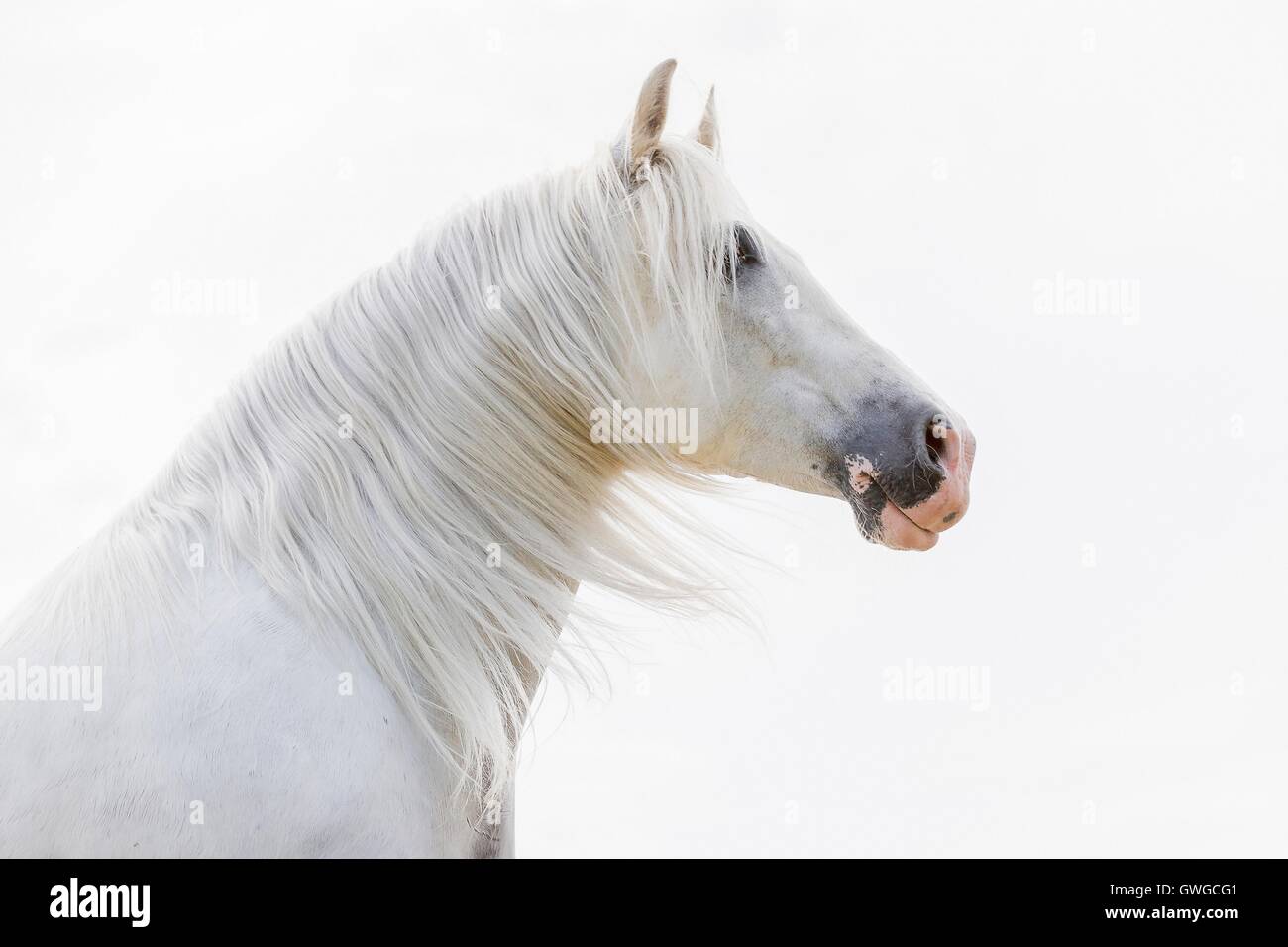 Cheval Espagnol pur, andalou. Portrait de l'étalon gris, vu sur un fond blanc. Allemagne Banque D'Images