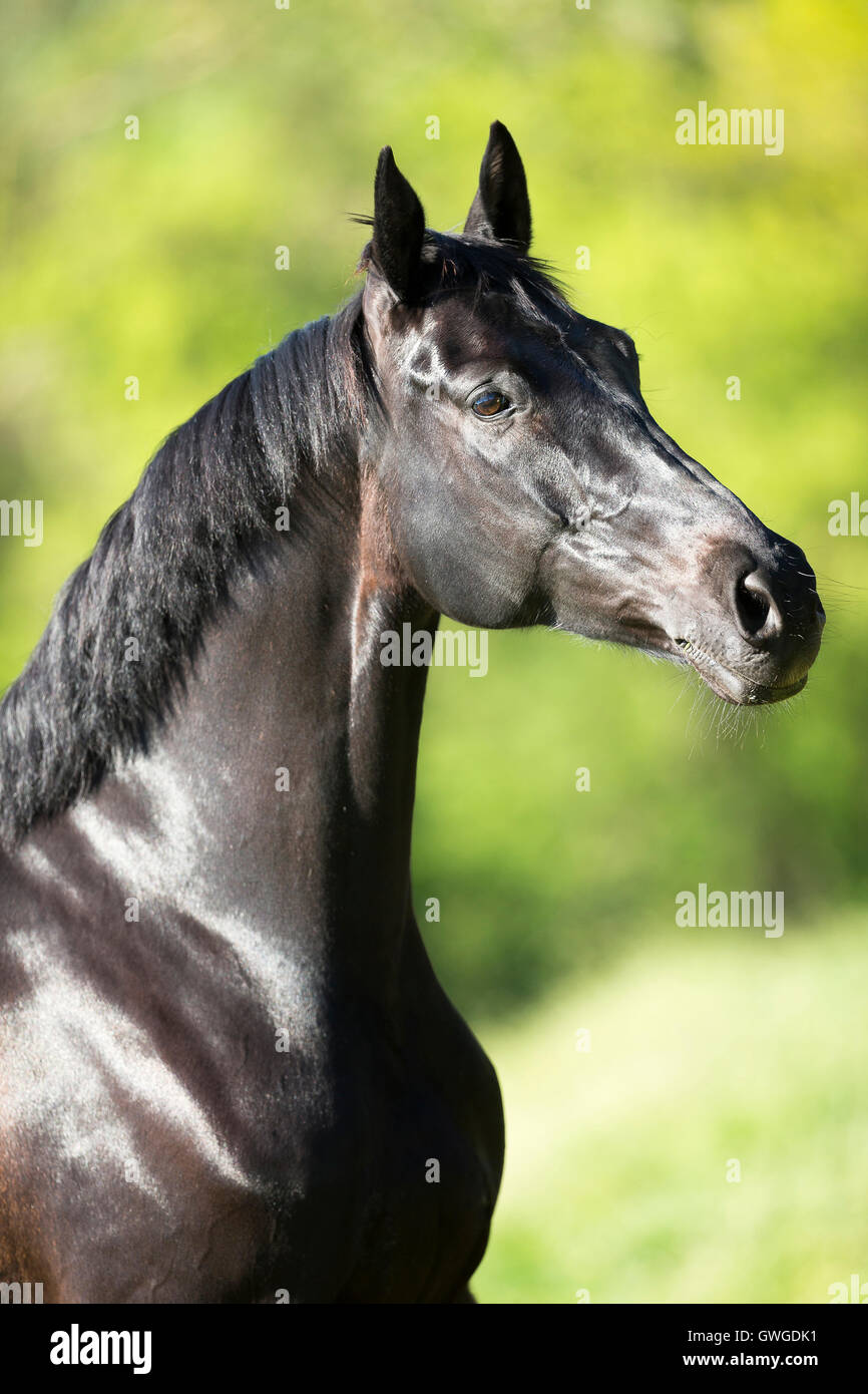 Cheval de Hanovre. Portrait de jument noire. Allemagne Banque D'Images