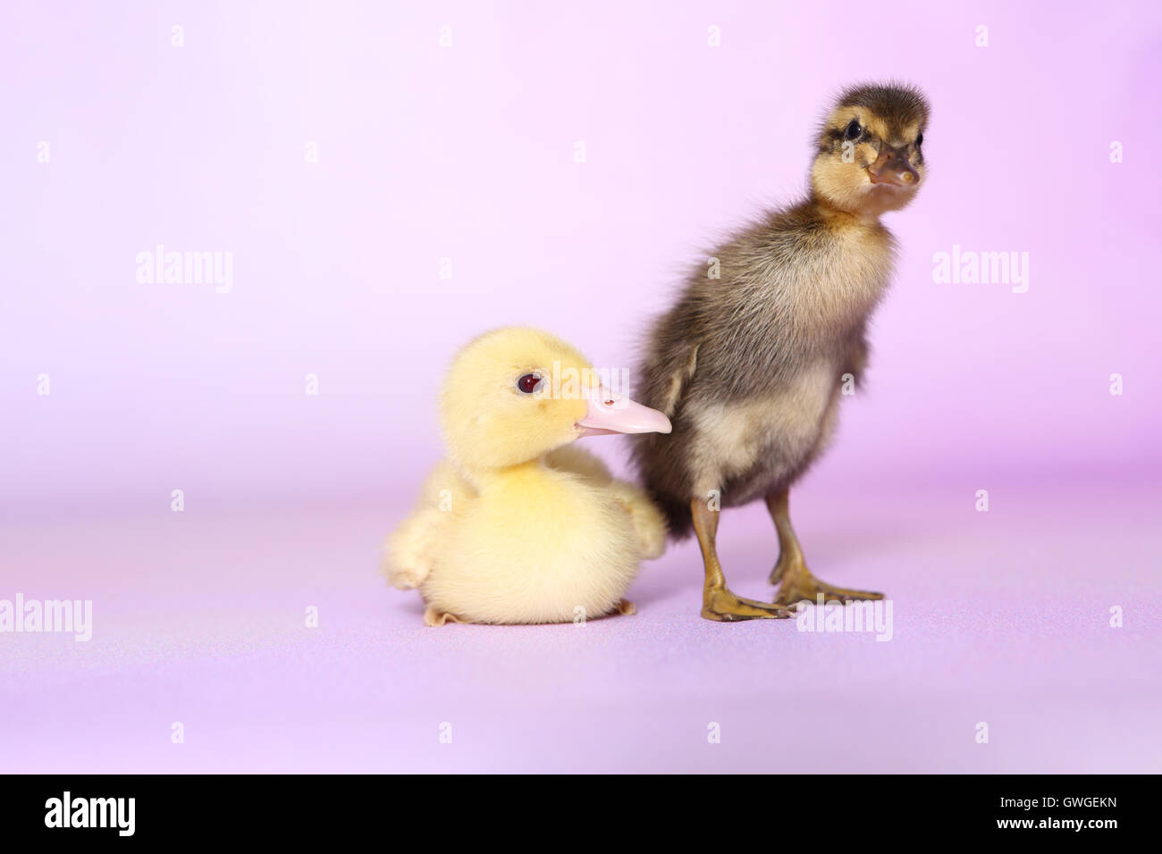 Bebe Canard Coureur Indien Debout Dans Un Studio Photo Stock Alamy Bebe Canard Coureur Indien Debout Dans Un Studio Photo Stock Alamy