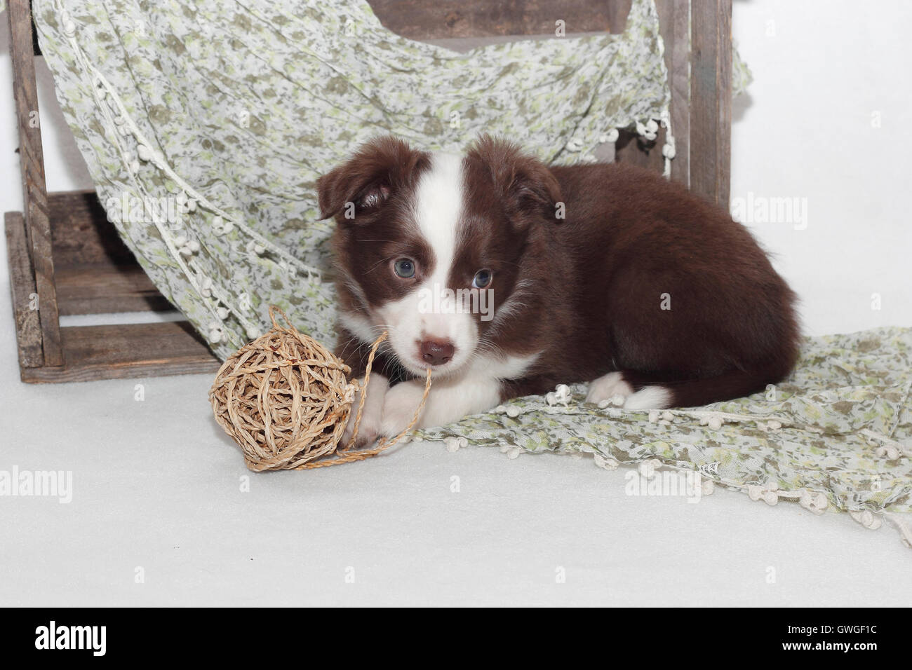 American Shepherd miniature. Puppy (6 semaines) jouant avec un noeud. Studio photo. Allemagne Banque D'Images