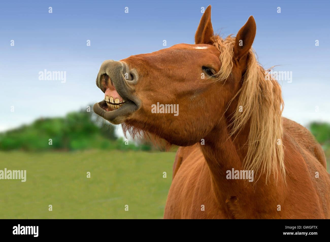 Suffolk Punch cheval. Portrait d'étalon, faisant la adultes flehmen. Grande-Bretagne Banque D'Images