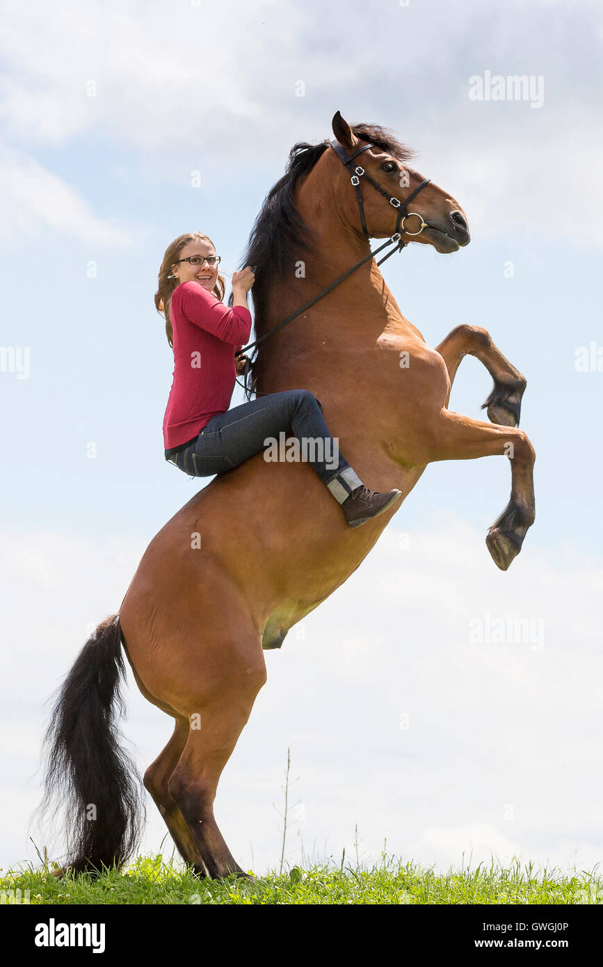 Freiberger, Cheval Franches-Montagnes. Hongre Bay avec l'élevage de cavalier sur un pâturage. La Suisse Banque D'Images