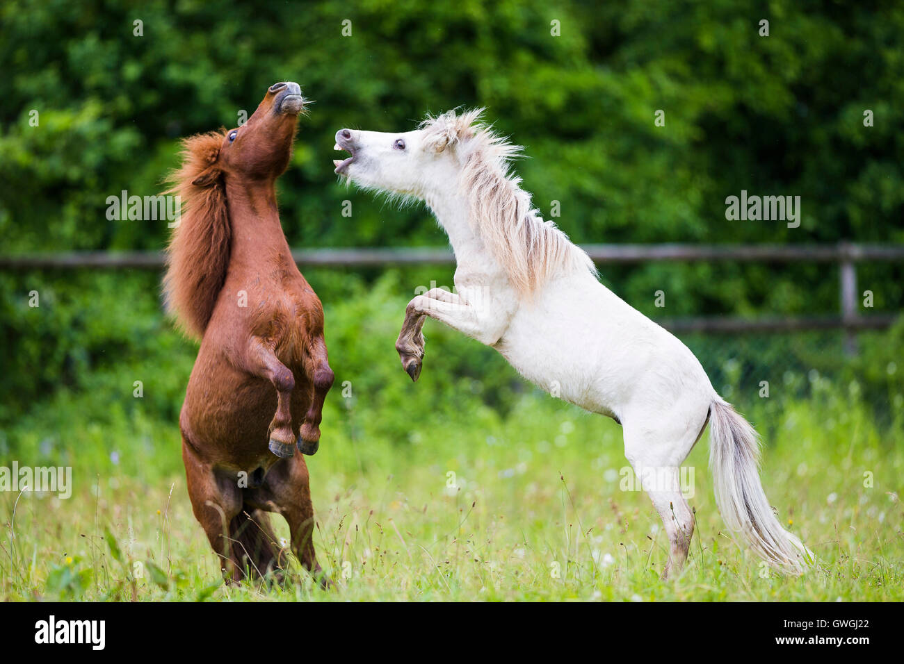 Ancien Petit Poney/miniature Cheval En Fonte – Objet équestre Décoratif – Occasion