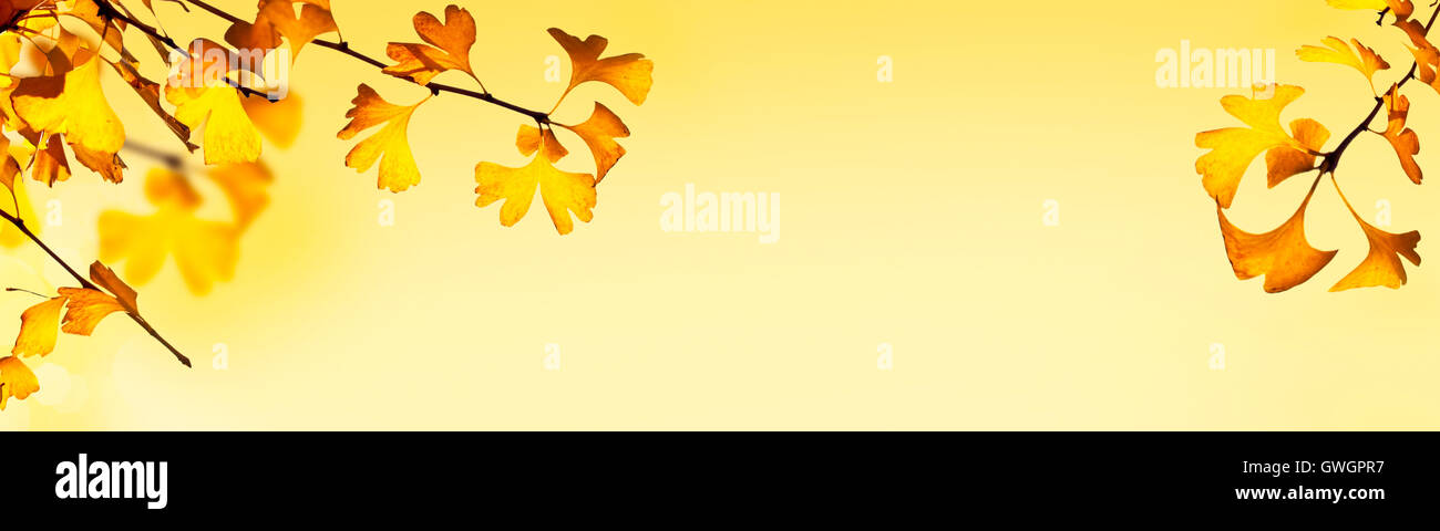 En-tête d'automne avec des feuilles de ginkgo biloba sur fond jaune Banque D'Images