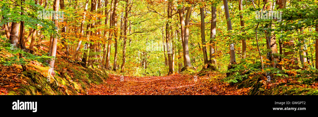 Chemin dans une forêt sur une journée ensoleillée d'automne, panorama Banque D'Images