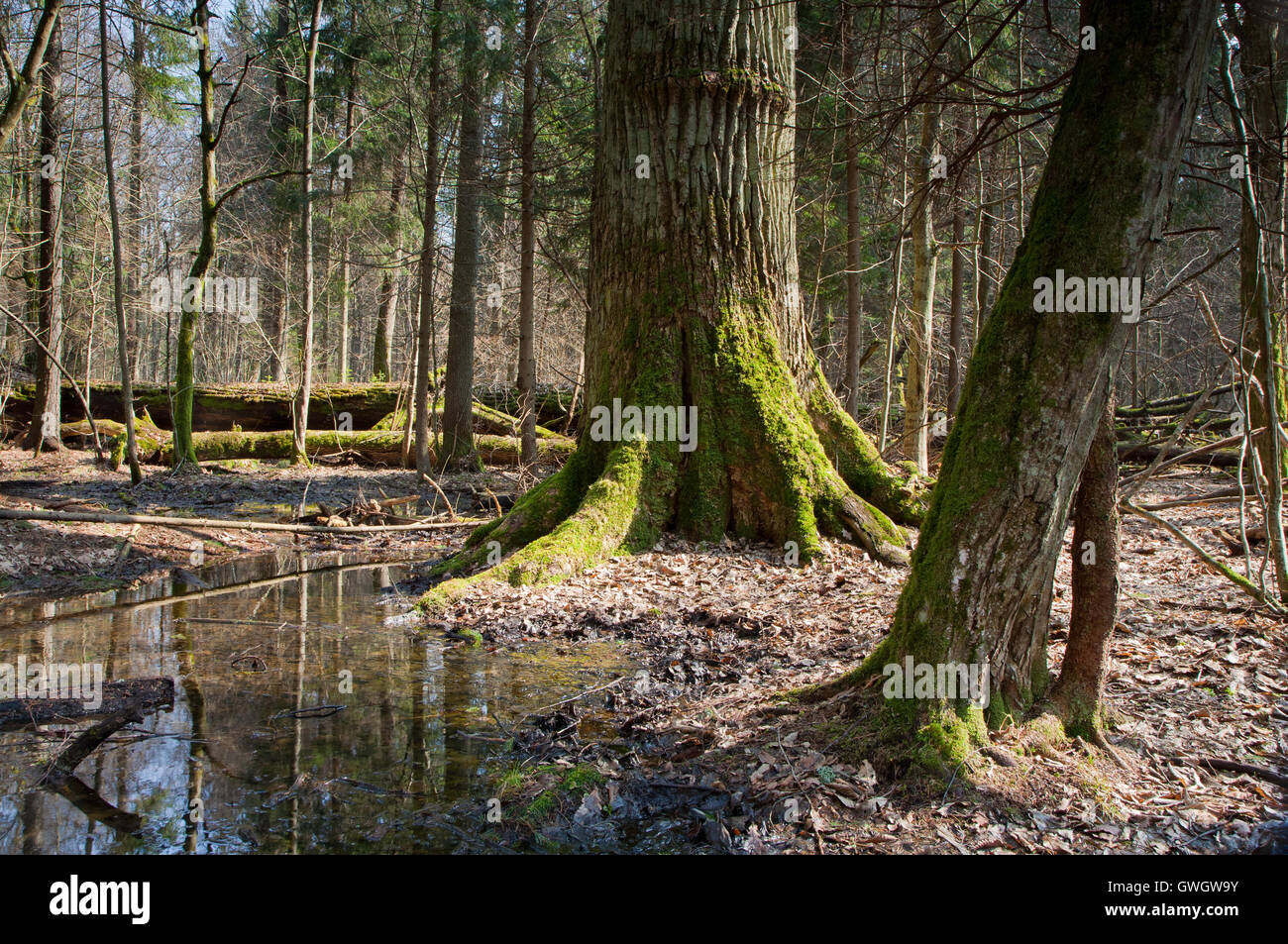 Paysage de printemps de peuplement feuillu avec arbres brisés gisant dans l'eau dans le fond et vieux chêne en premier plan, Bialo Banque D'Images
