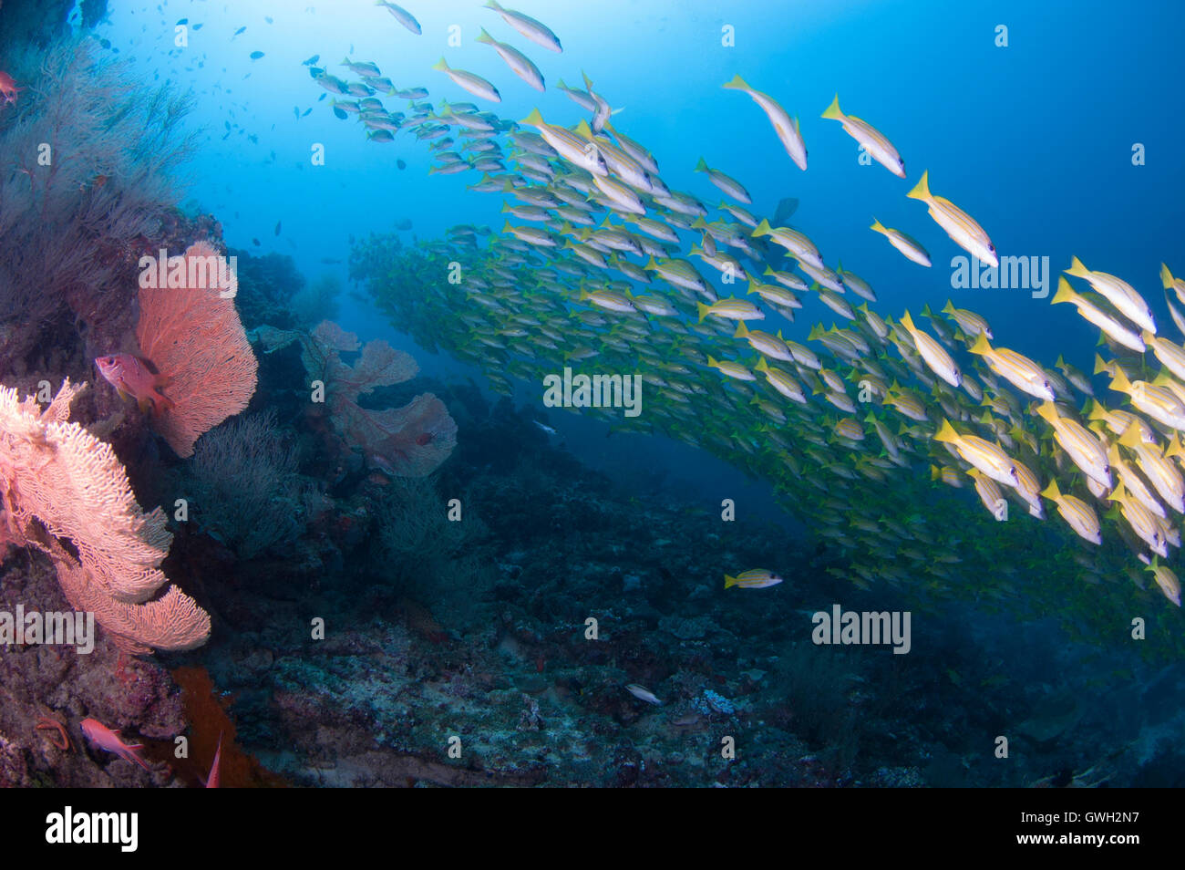 Beau récif sous-marin scape avec de grands vivaneaux jaunes et gorgones gorgones. Banque D'Images