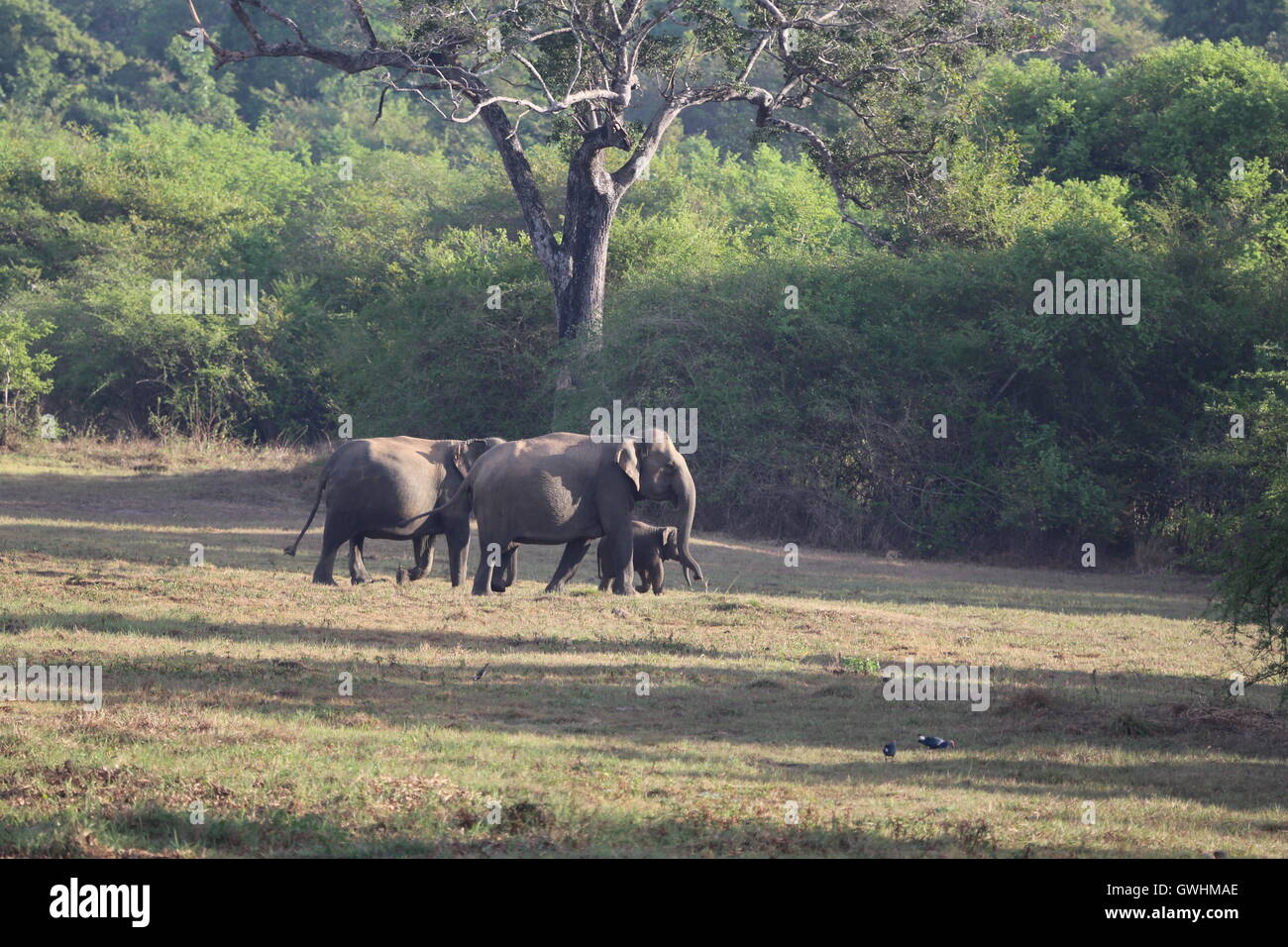 Bébé éléphant qui sont accompagnés et gardé dans le Sri Lanka, Wasgamuwa Banque D'Images