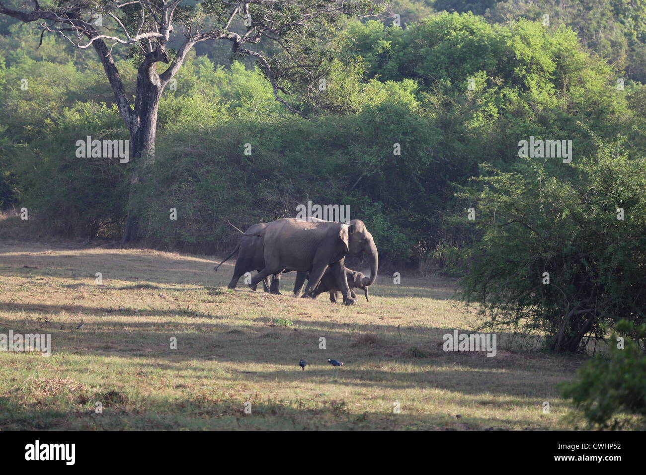 Bébé éléphant qui sont accompagnés et gardé dans le Sri Lanka, Wasgamuwa Banque D'Images