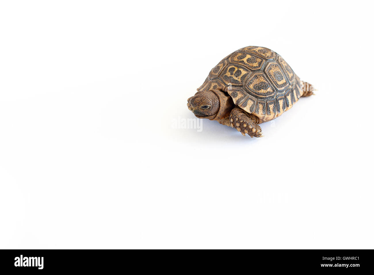 Tortue léopard arrière-plan uni, blanc Banque D'Images