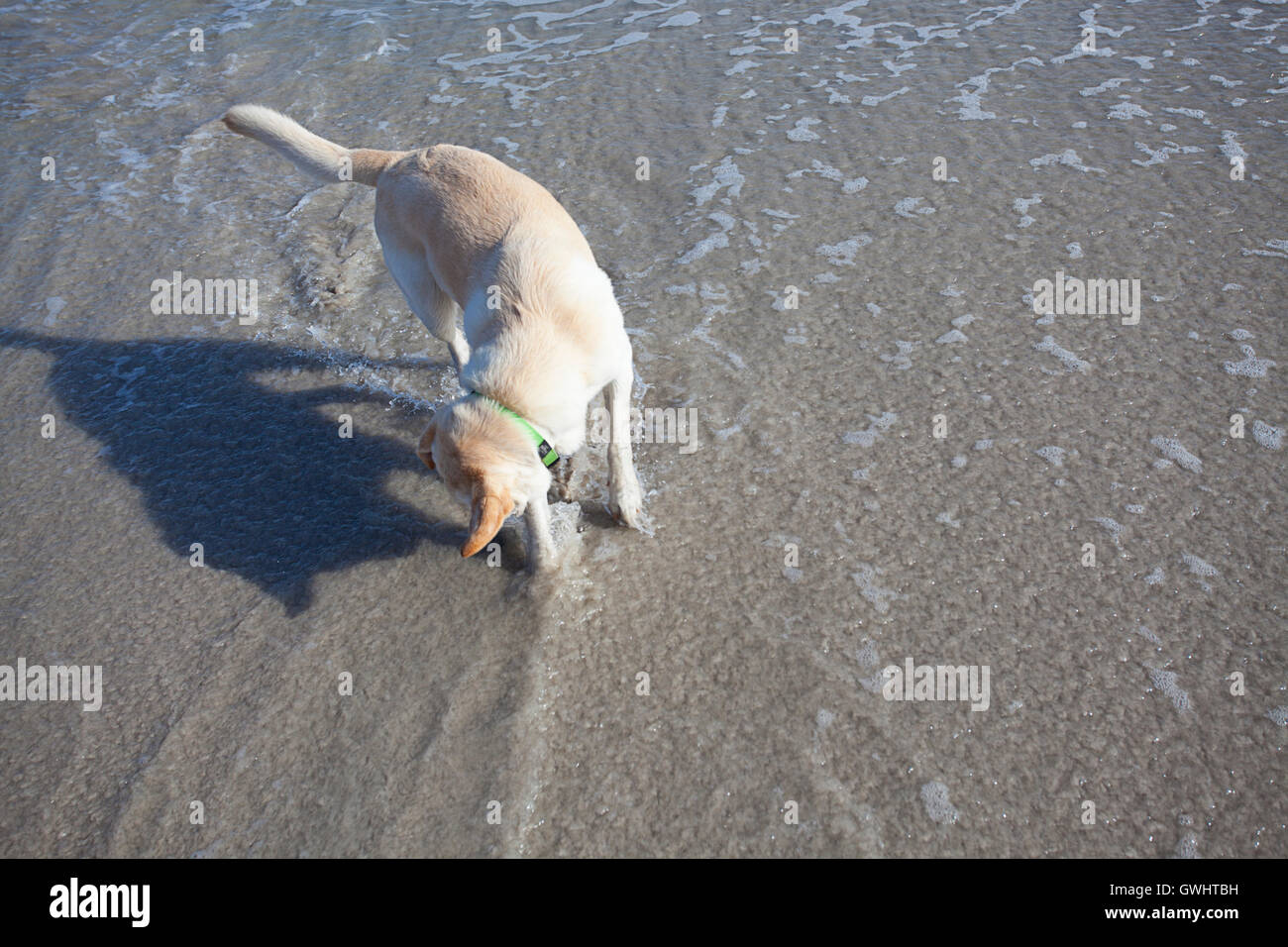 Chien Labrador animaux dans la mer et du surf, la plage de Milnerton, Western Cape, Afrique du Sud Banque D'Images