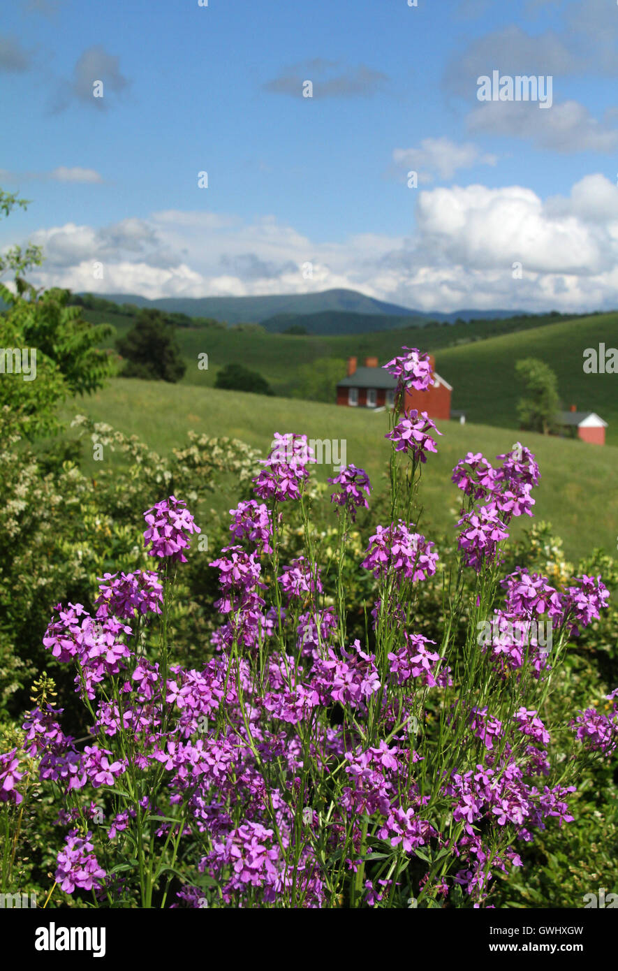 Paysage avec des fleurs violettes dans la campagne de la Virginie, Etats-Unis. La fusée de Dame (Hesperis matronalis) qui pousse sur un pré dans les Blue Ridge Mountains. Banque D'Images