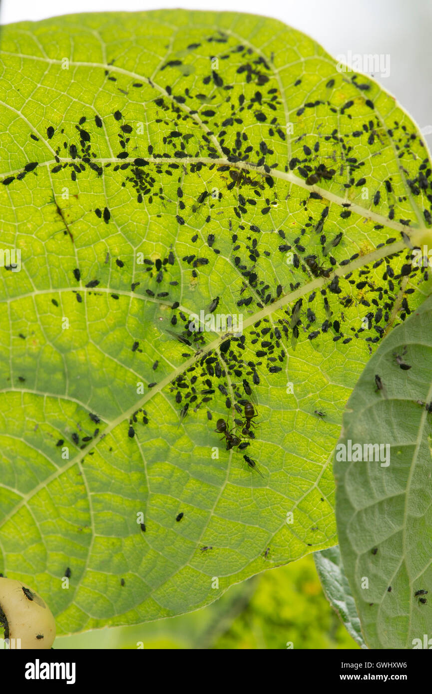 L'Aphis fabae. La mouche noire / Black bean les pucerons sur un haricot grimpant anellino di Brescia leaf dans un potager. UK Banque D'Images