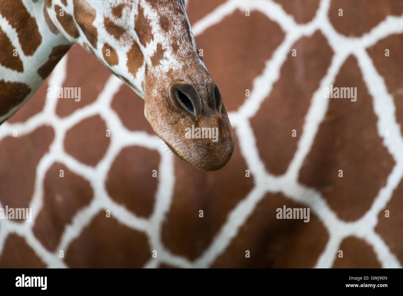 Girafe, manteau, bouche, détail Banque D'Images
