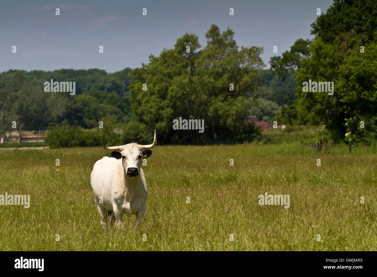 Race Rare French White Park Cow se tenait dans un champ à regarder la caméra, Dorset, UK Banque D'Images