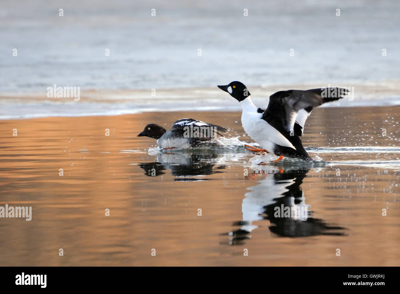 Couple d'Islande (Bucephala clangula) près de la lisière de glace dans l'étang au printemps. La région de Moscou, Russie Banque D'Images