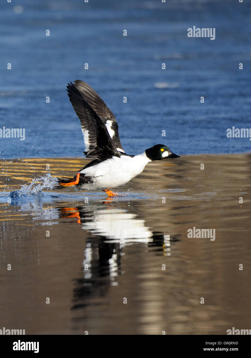 Le garrot à œil d'or (Bucephala clangula) drake le long de la lisière de glace dans l'étang au printemps. La région de Moscou, Russie Banque D'Images