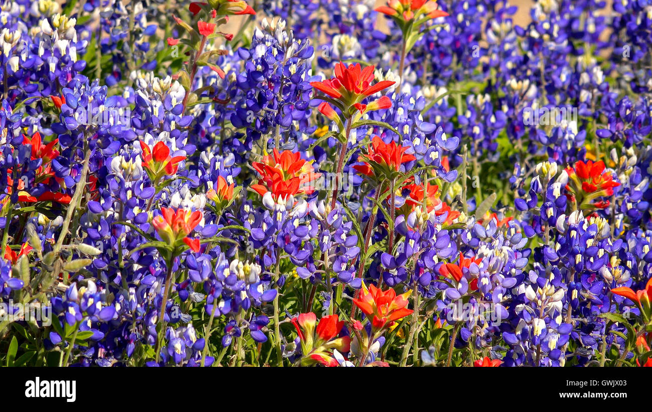 Fleurs sauvages fleurissent au centre du Texas Hill Country Banque D'Images