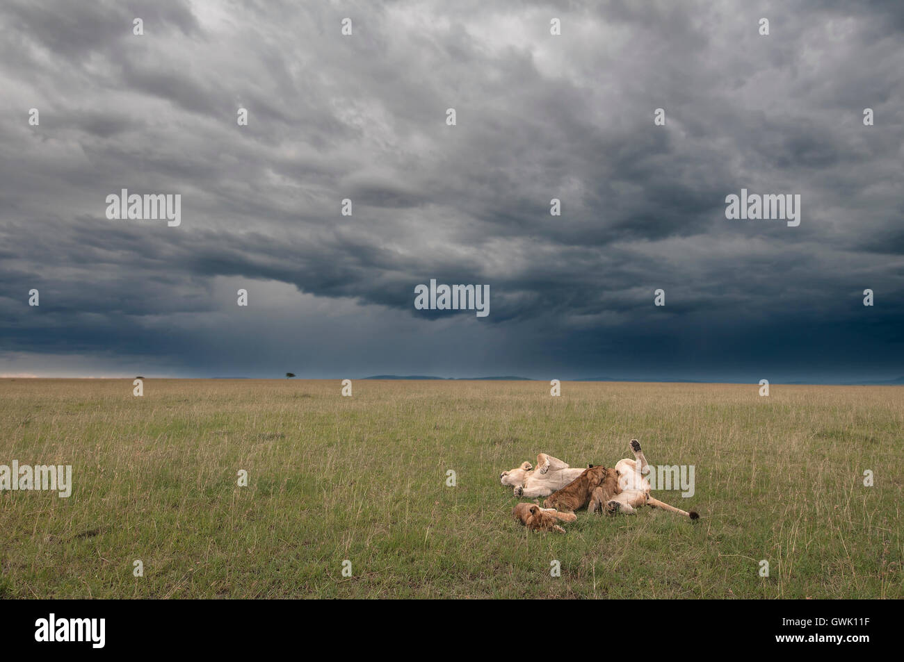 Mère alimentation lion cubs dans la savane, avec ciel d'orage. Le Kenya, l'Afrique. Banque D'Images