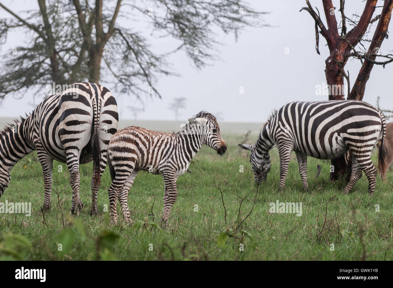 Bebe Zebre Dans La Pluie Photo Stock Alamy