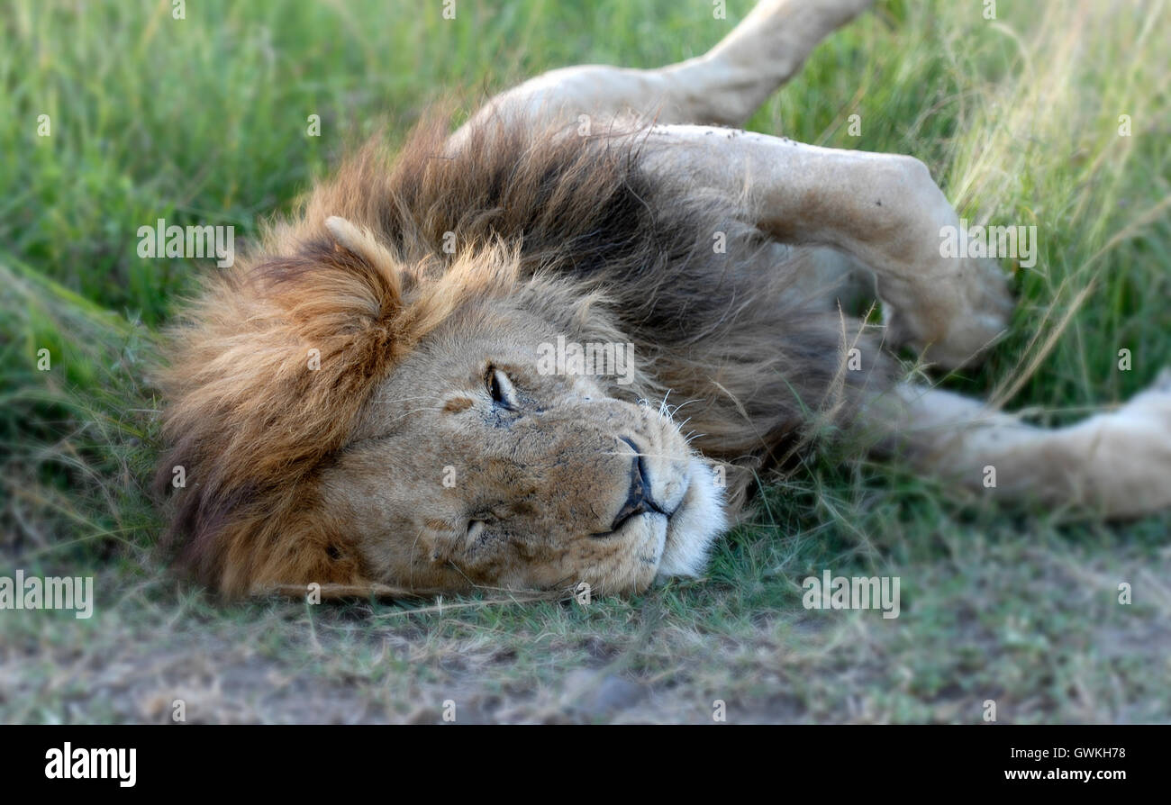 Un lion dort dans l'herbe. Banque D'Images