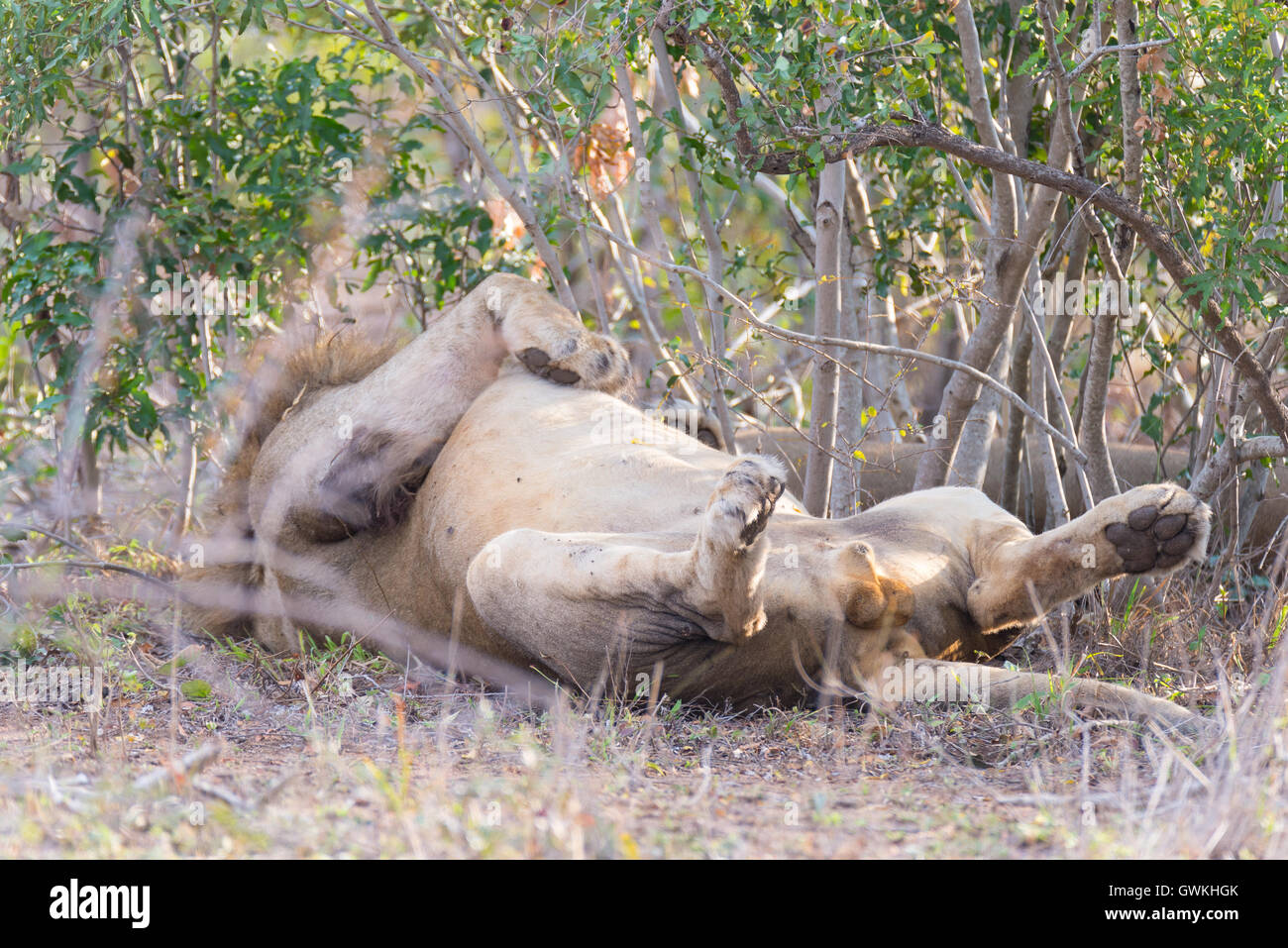 Grand lion mâle espiègle couchée sur le dos dans la brousse du Parc National Kruger, Afrique du Sud. Banque D'Images
