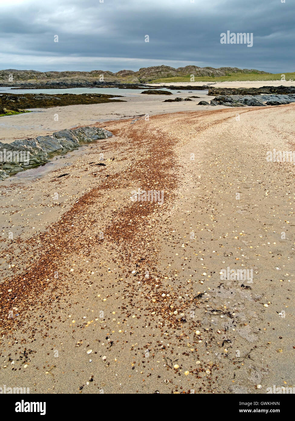 Lignes de coquillages sur une plage de sable rouge, Coite, Ardskenish Creige, à l'île de Colonsay, Ecosse, Royaume-Uni. Banque D'Images