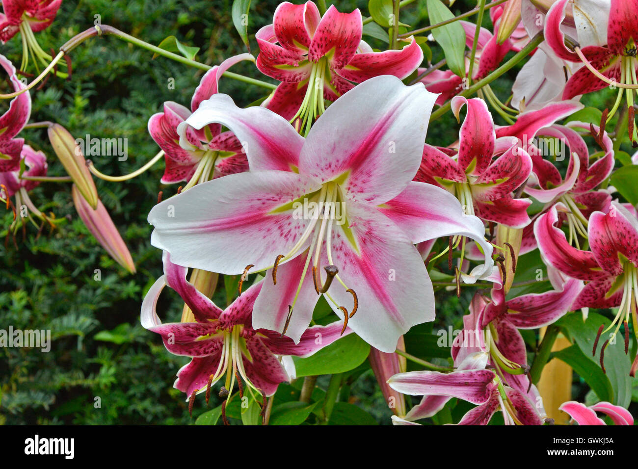 Lilium 'Stargazer' hybride oriental près de la frontière de plus en plus dans un jardin Banque D'Images