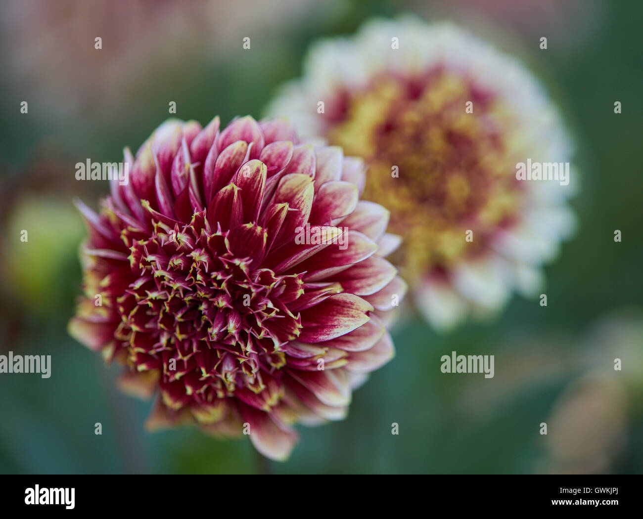 Dahlias rouge violet blanc avec les bords des pétales close up Banque D'Images