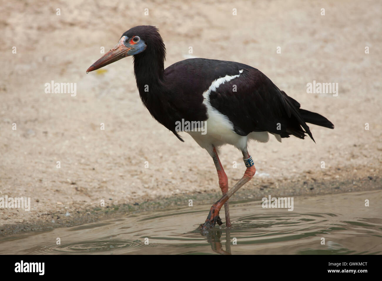 D'Abdim (Ciconia abdimii cigogne), également connu sous le nom de white-bellied Stork. Des animaux de la faune. Banque D'Images