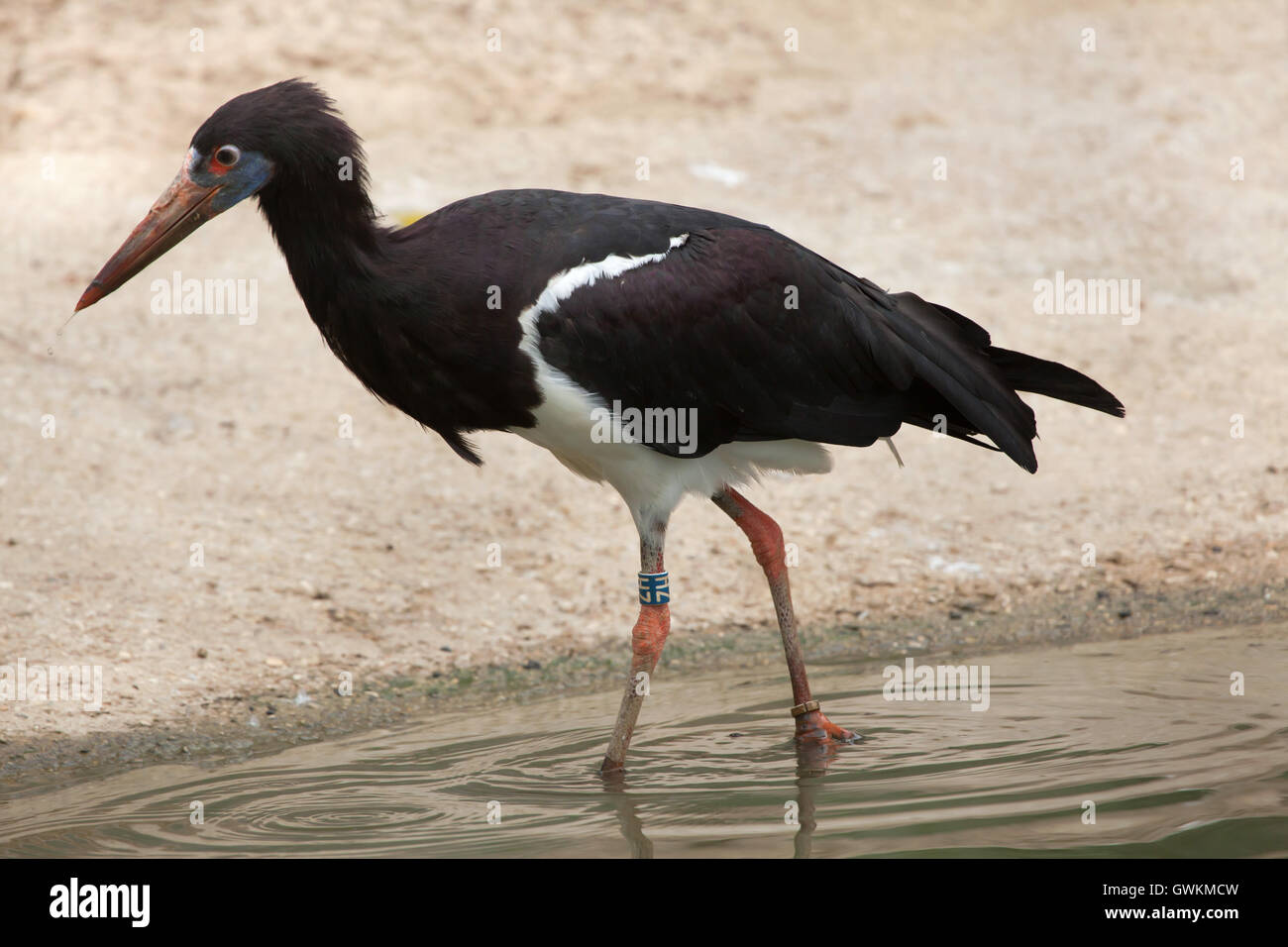 D'Abdim (Ciconia abdimii cigogne), également connu sous le nom de white-bellied Stork. Des animaux de la faune. Banque D'Images