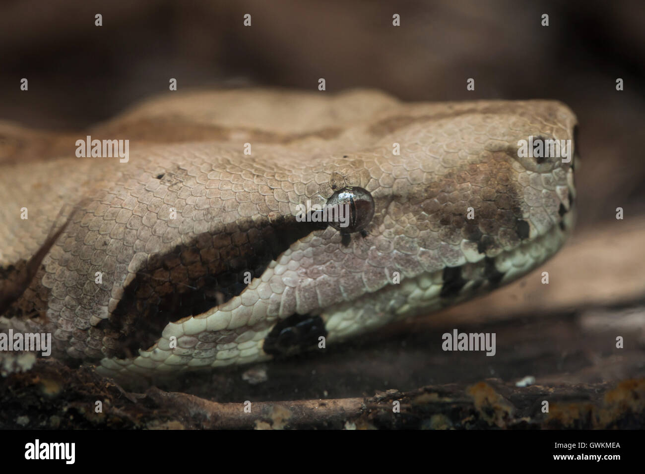Boa constricteur (Boa constrictor), également connu sous le nom de red-tailed boa. Des animaux de la faune. Banque D'Images