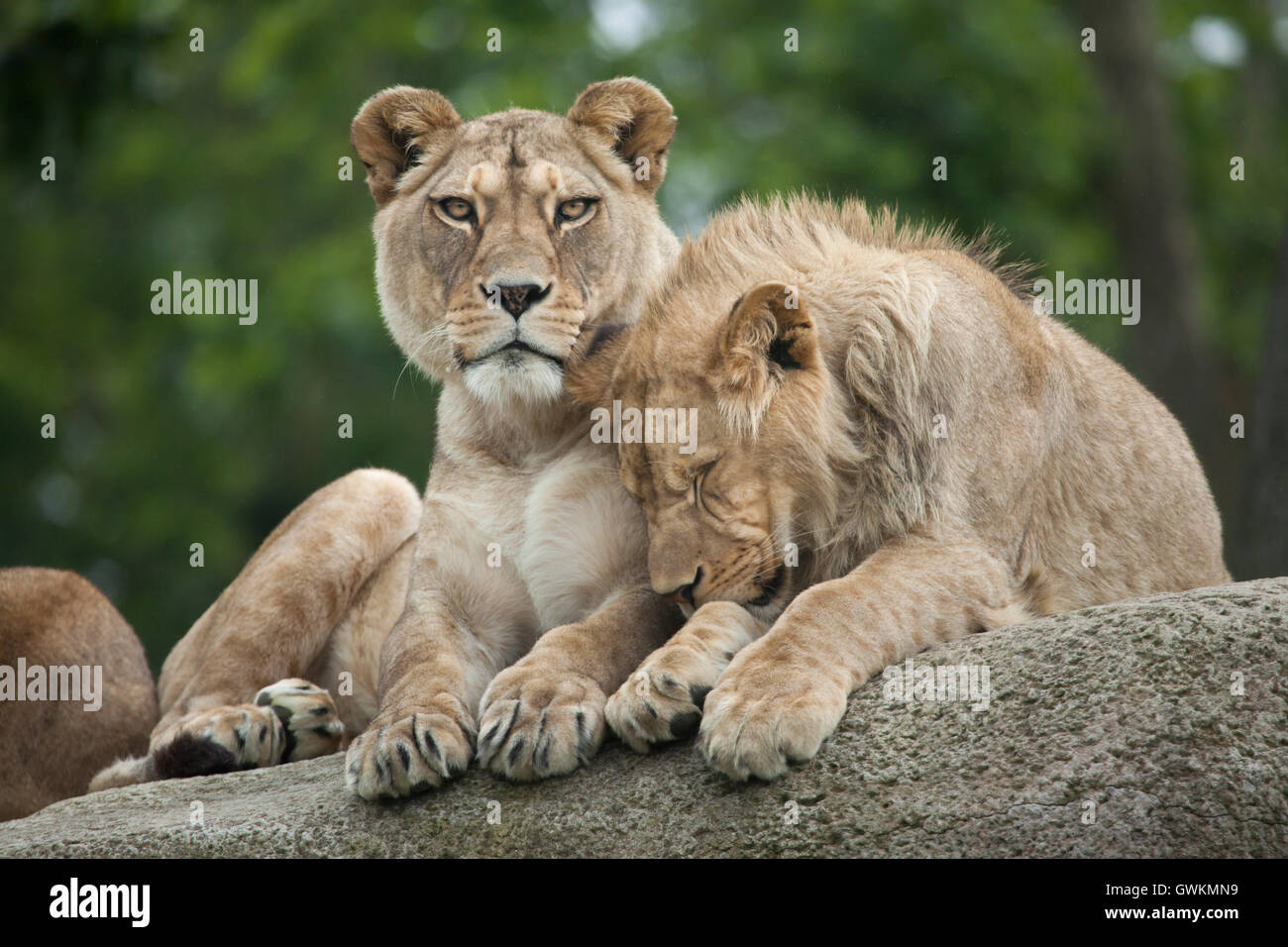 Lionne et mâle juvénile lion (Panthera leo) au Zoo de Vincennes à Paris, France. Banque D'Images
