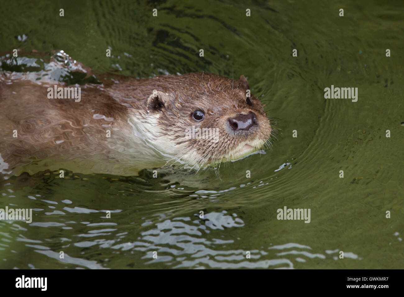 Eurasian loutre (Lutra lutra lutra), également connu sous le nom de la loutre commune. Des animaux de la faune. Banque D'Images