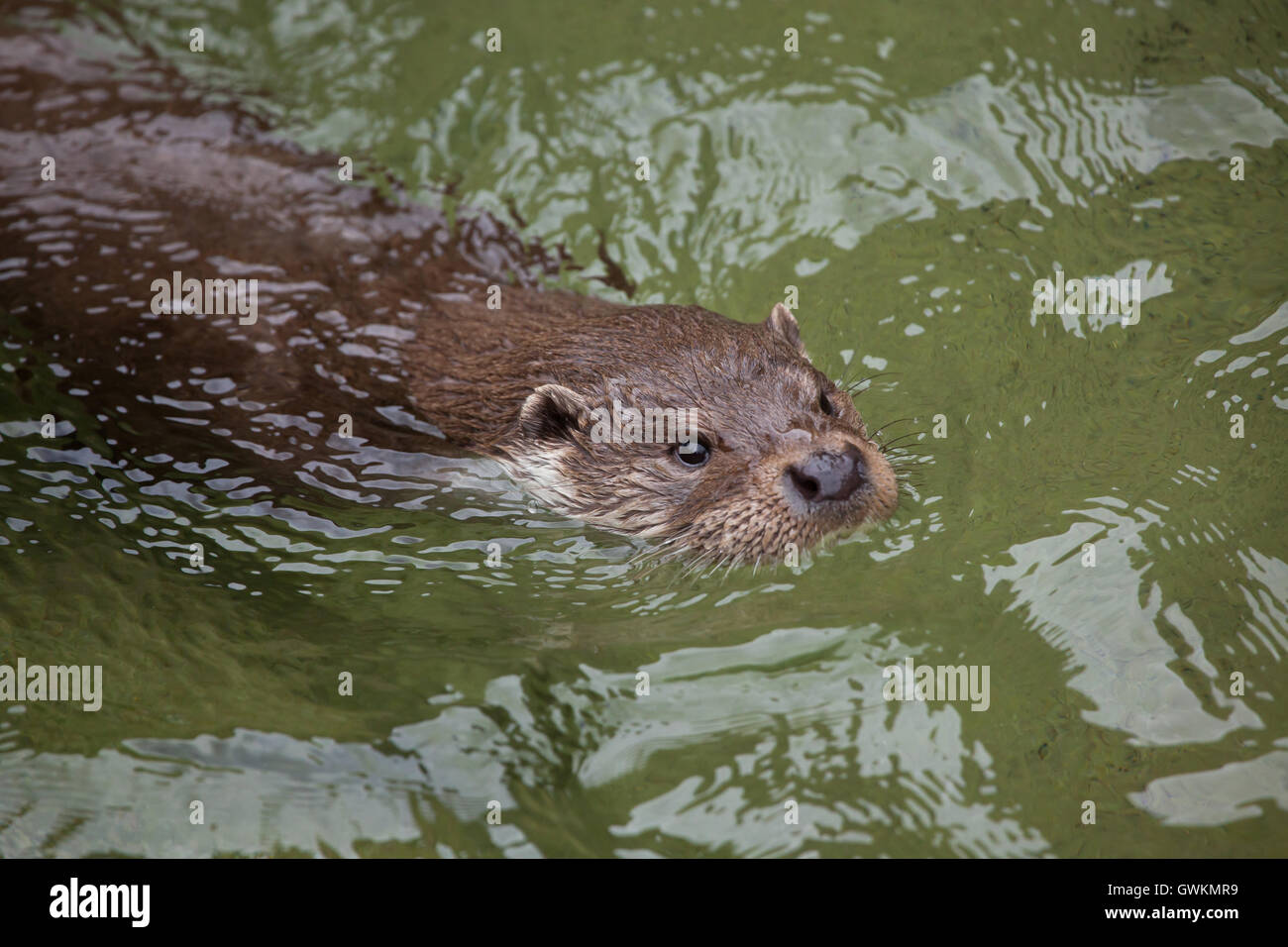 Eurasian loutre (Lutra lutra lutra), également connu sous le nom de la loutre commune. Des animaux de la faune. Banque D'Images