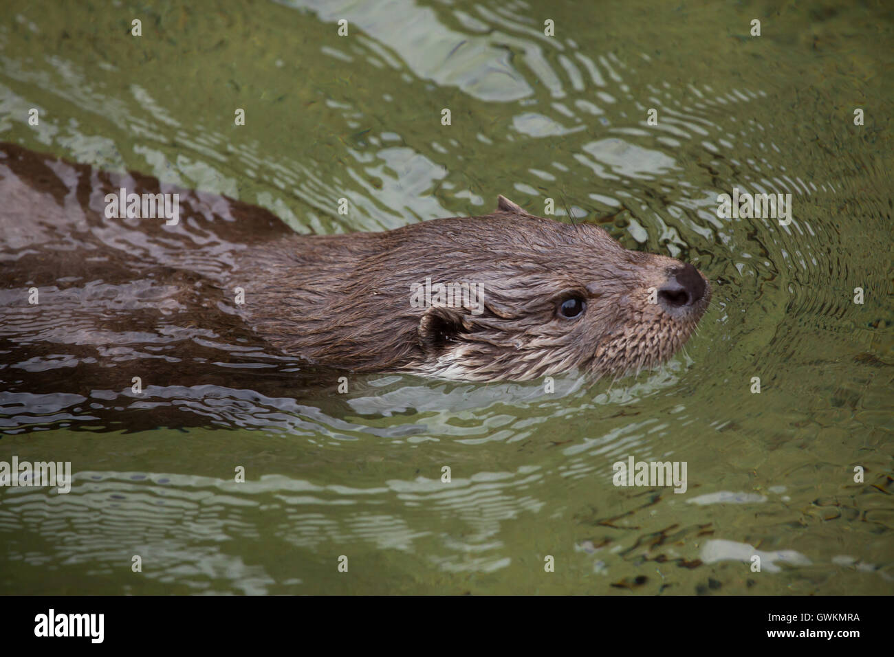 Eurasian loutre (Lutra lutra lutra), également connu sous le nom de la loutre commune. Des animaux de la faune. Banque D'Images