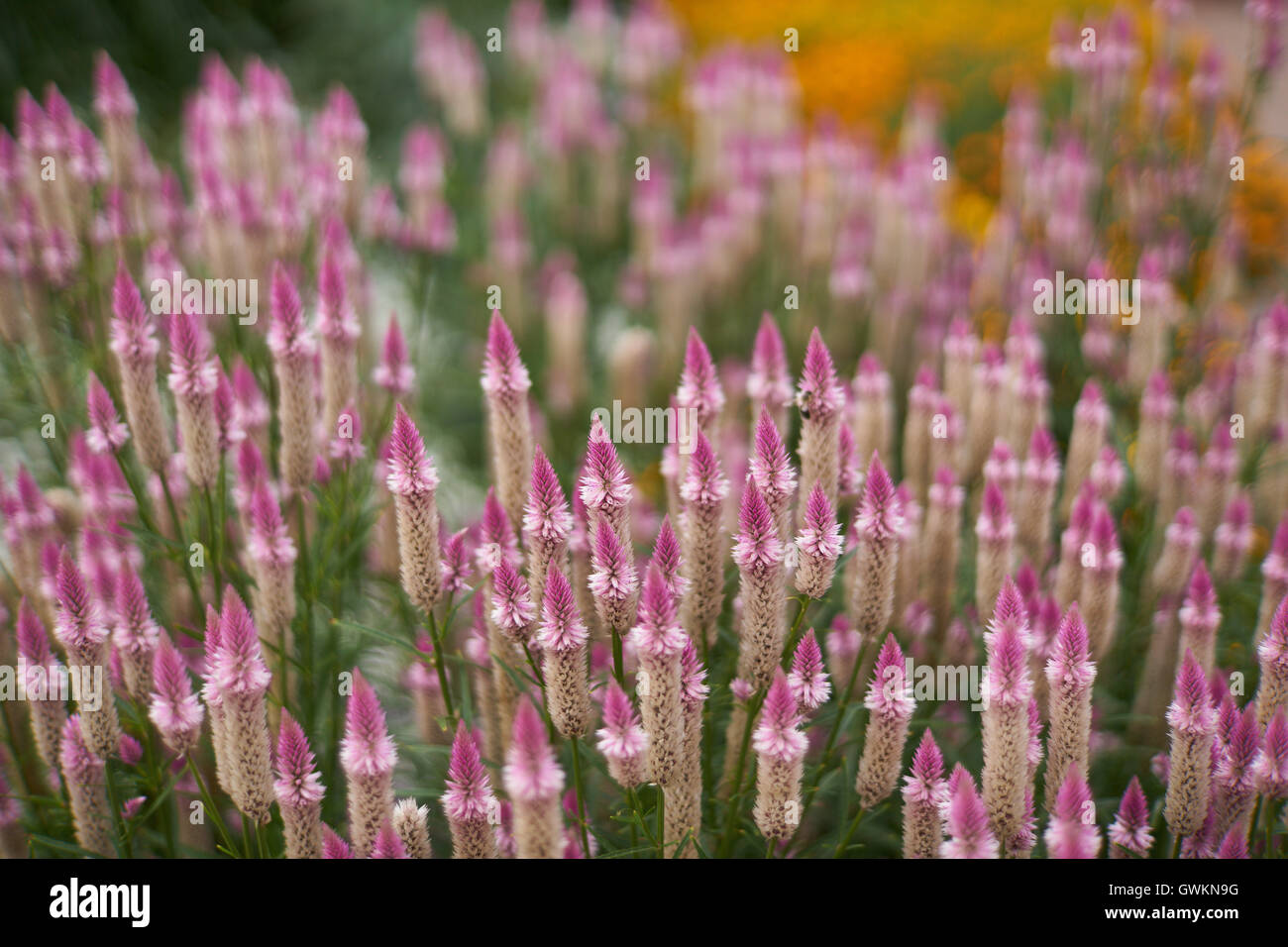 Celosia spicata dans pleine floraison le woolflowers cockscombs Banque D'Images