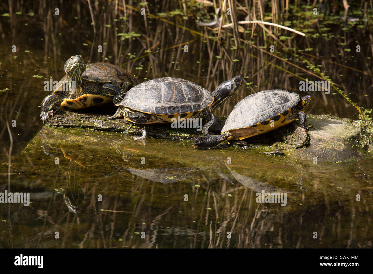 Les tortues cistude (Emys orbicularis) dans un canal à Schiedam, Pays-Bas. Banque D'Images