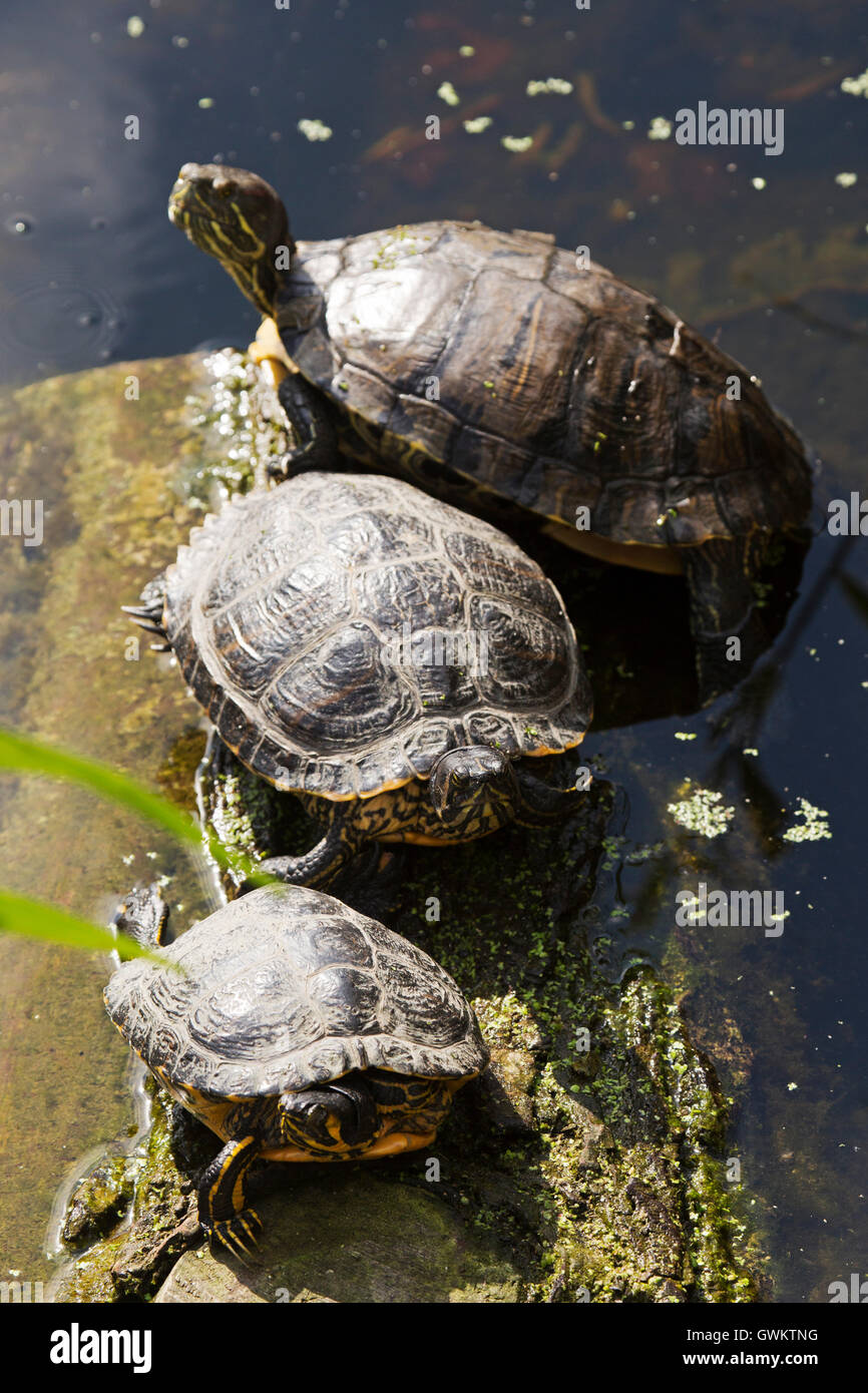 Les tortues cistude (Emys orbicularis) dans un canal à Schiedam, Pays-Bas. Banque D'Images
